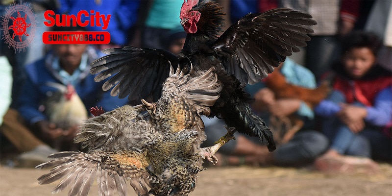 Cách nuôi gà đá