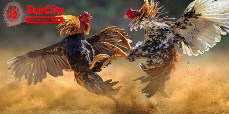 Cách xổ lãi cho gà