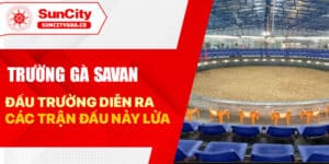 Trường Gà Savan - Đấu Trường Diễn Ra Các Trận Đấu Nảy Lửa