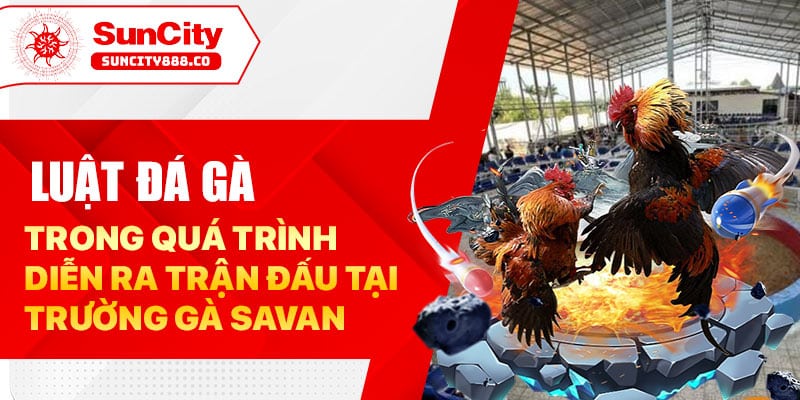 Luật đá gà trong quá trình diễn ra trận đấu tại trường gà Savan